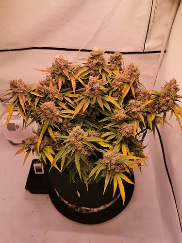 Growreport Bild 1
