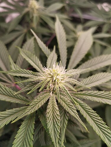 Growreport Bild 7