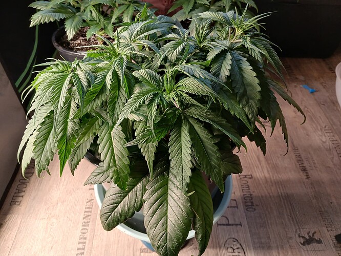 Growreport Bild 8
