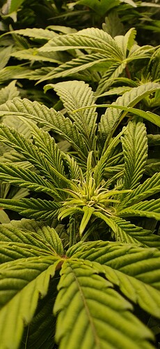Growreport Bild 3
