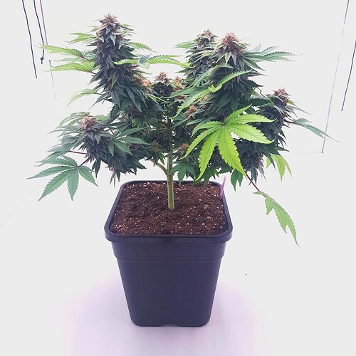 Growreport Bild 2