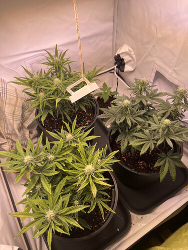 Growreport Bild 26