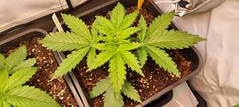 WhatsApp Image 2024-05-11 at 21.17.12 (1)