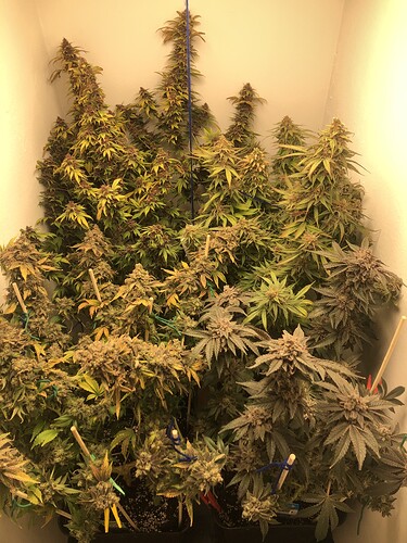 Growreport Bild 6
