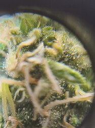 Growreport Bild 26