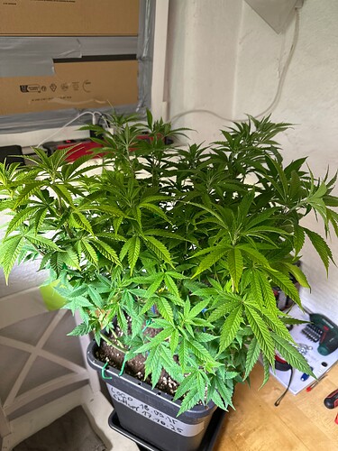 Growreport Bild 24
