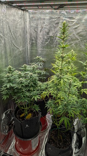 Growreport Bild 1