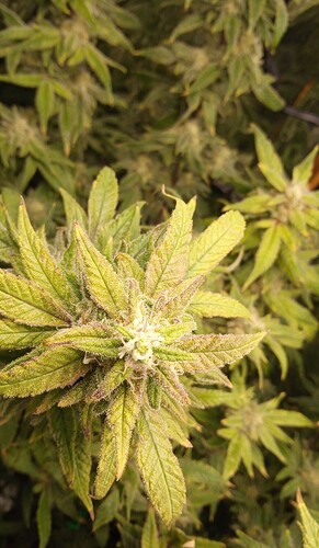 Screenshot_20250330_182554