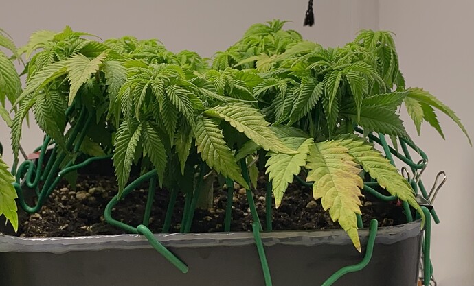 Growreport Bild 7
