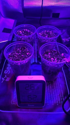 Growreport Bild 1