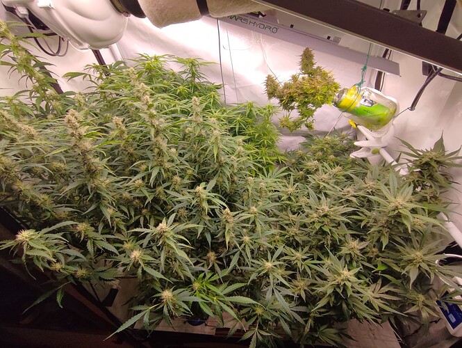 Growreport Bild 19