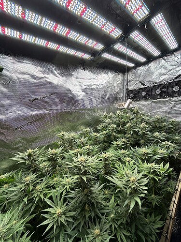 Eine Growbox mit mehreren Cannabis-Pflanzen in der Blütephase unter LED-Beleuchtung.
