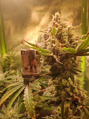 Growreport Bild 19