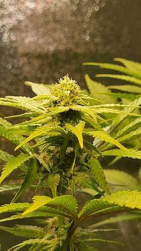 Growreport Bild 11