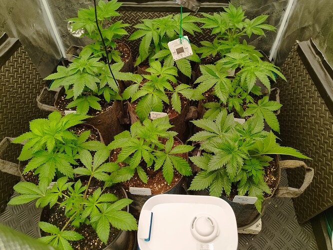 Growreport Bild 5