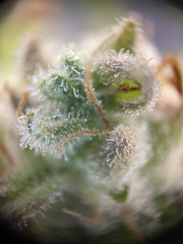 Growreport Bild 19
