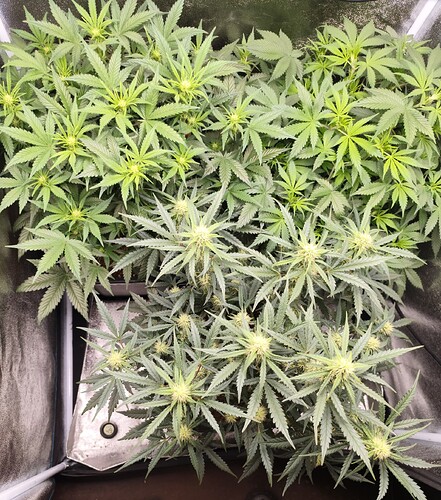 Growreport Bild 4