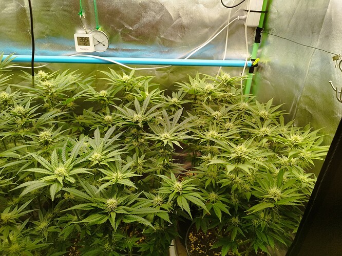 Eigene Tag 56, BT 29 (2)