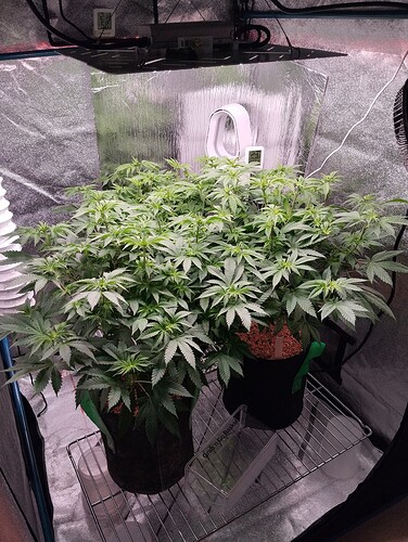 IMG_20250115_205315 - Kopie