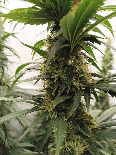 Growreport Bild 30