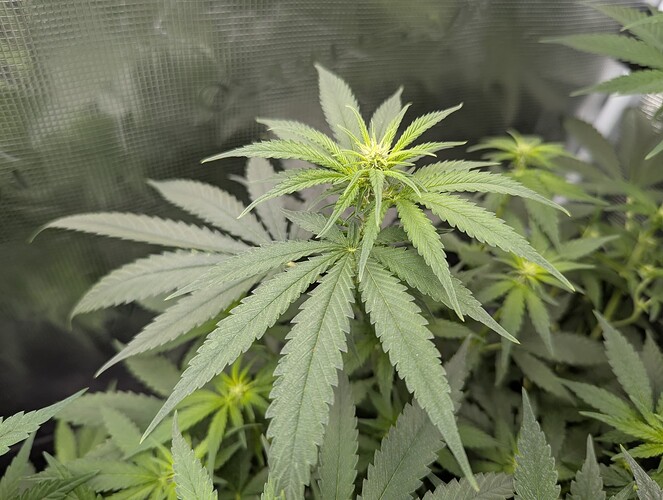 PXL_20250710_181259204