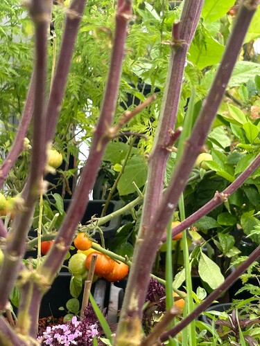Growreport Bild 2