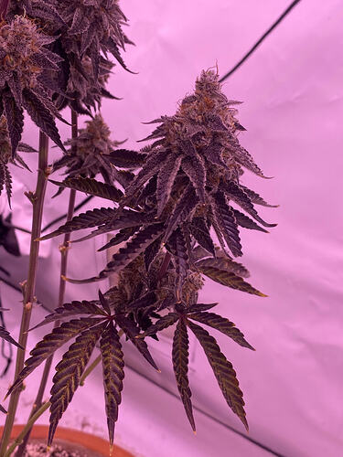 Growreport Bild 2