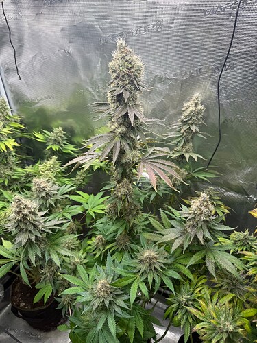 Growreport Bild 1