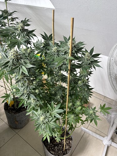 Growreport Bild 28
