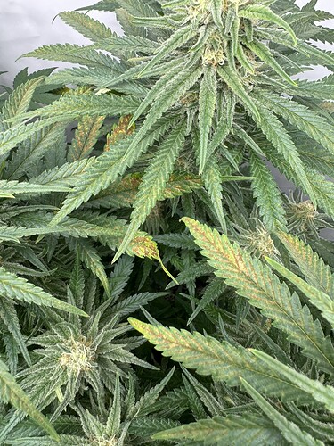 Growreport Bild 6