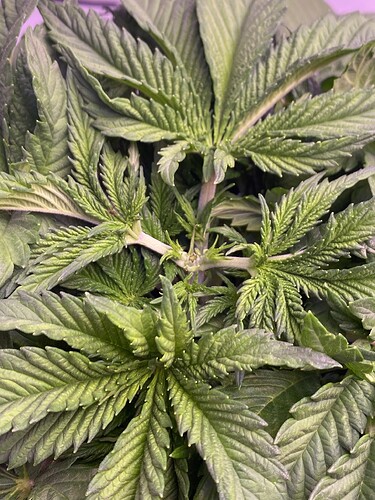 Growreport Bild 7