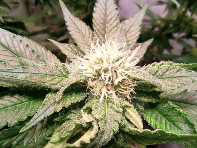 Growreport Bild 3