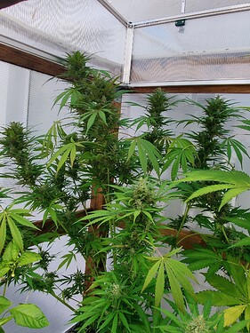 Growreport Bild 1