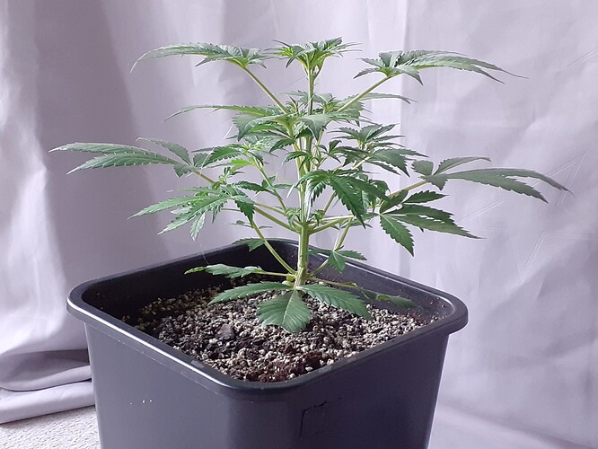 Growreport Bild 114