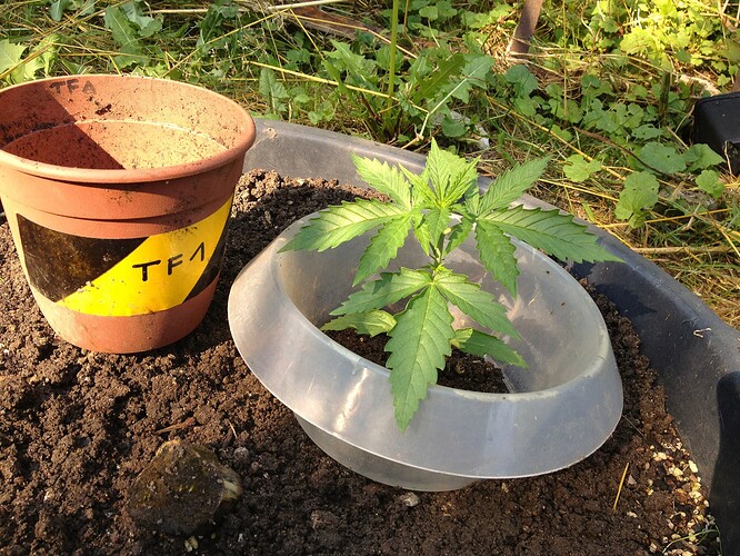 Growreport Bild 41