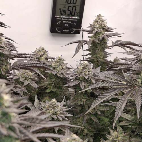 480298569_122169369884293599_7374327694727439515_n