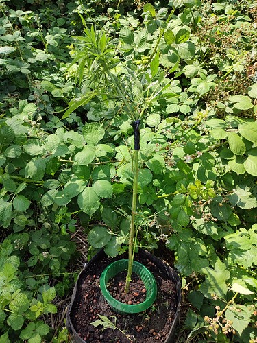 Growreport Bild 4