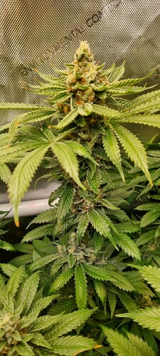 Growreport Bild 17