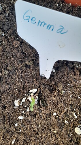 Growreport Bild 27