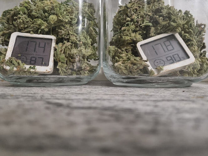 Zwei Gläser gefüllt mit Cannabis-Buds, jeweils mit einem kleinen digitalen Hygrometer/Thermometer. Das linke Hygrometer zeigt 17.4 Grad und 87% Luftfeuchtigkeit an. Das rechte Hygrometer zeigt 17.8 Grad und 90% Luftfeuchtigkeit an.