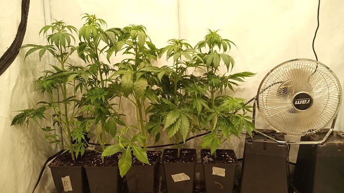 Growreport Bild 5