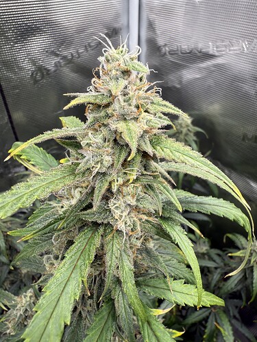 Growreport Bild 13
