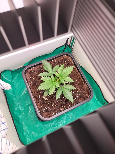 Growreport Bild 7