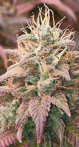 Growreport Bild 18