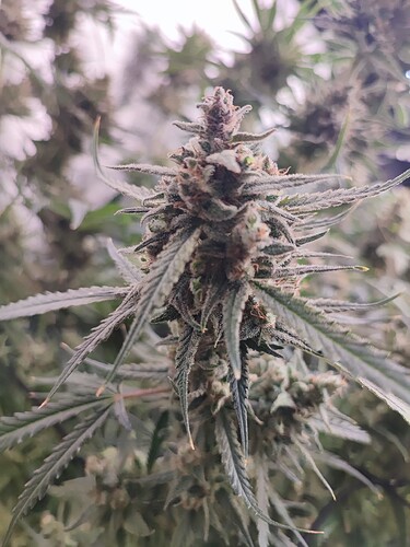 Growreport Bild 3