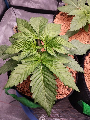 IMG_20241206_181908 - Kopie