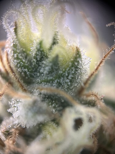 Growreport Bild 9