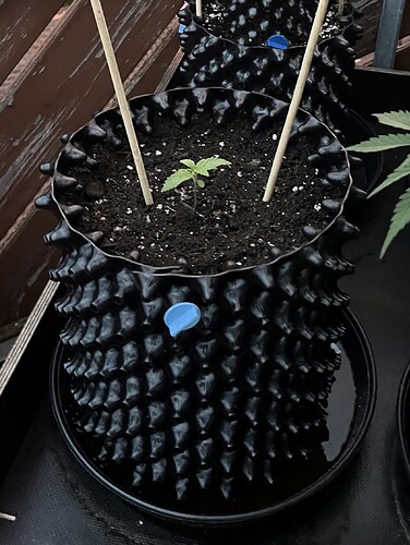 Growreport Bild 2