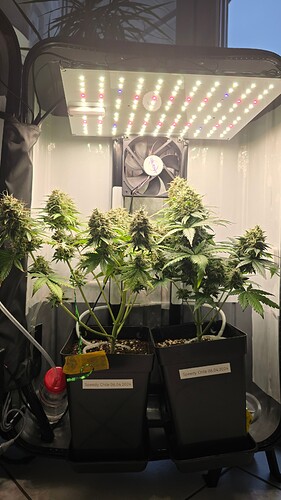 Growreport Bild 2