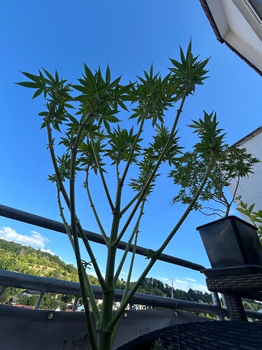 Growreport Bild 3